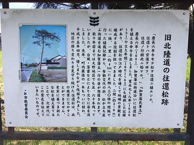松の木説明　1018